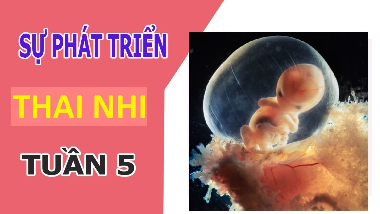 đình chỉ thai 5 tuần tuổi