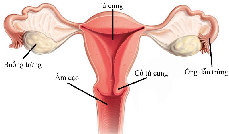 cấu tạo của âm đạo