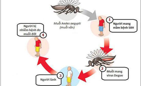 Cơ chế lây sốt xuất huyết qua đường muỗi vằn đốt