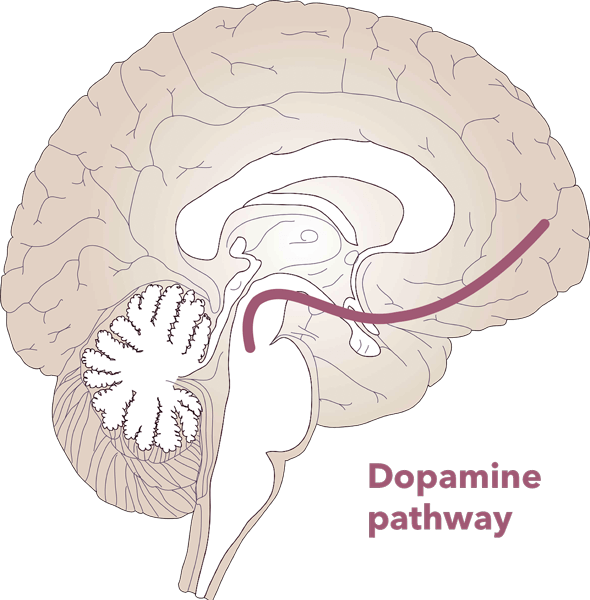 image of brain with dopamine pathway depicted