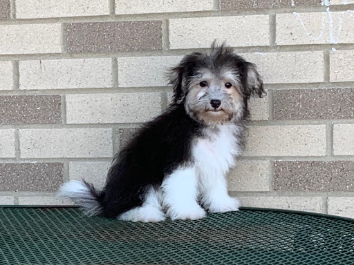 family puppies for sale