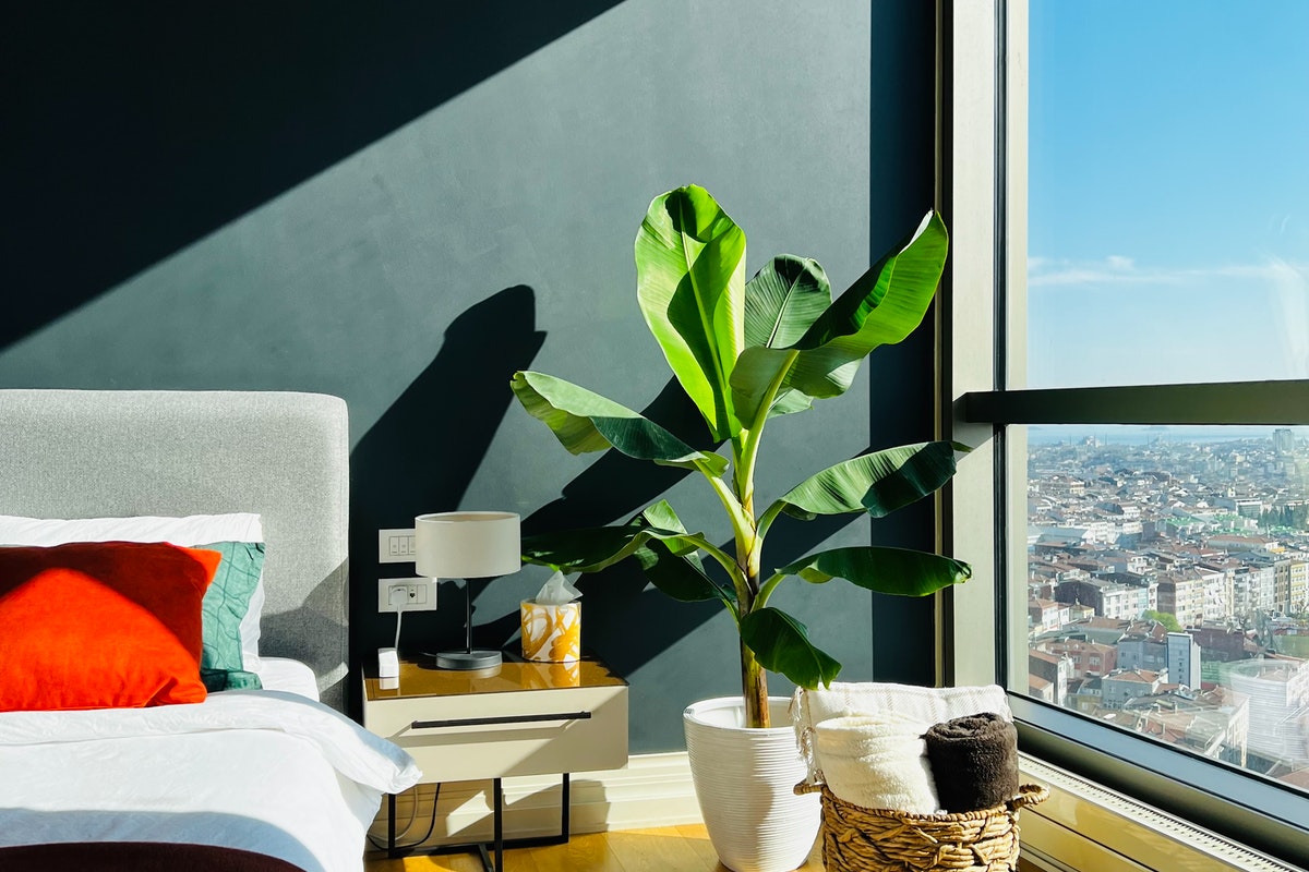 House plant next to a window