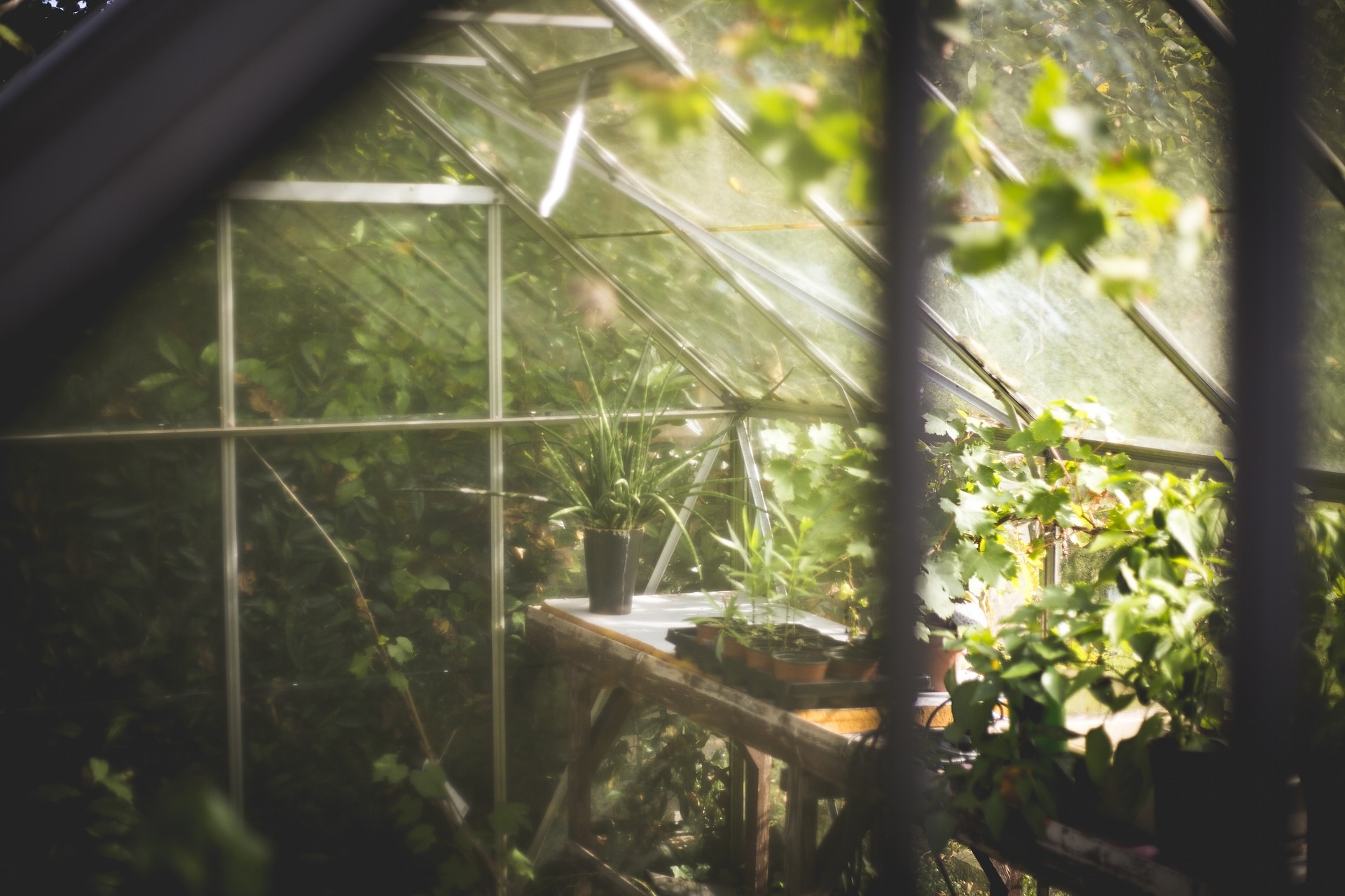 Potager sous serre
