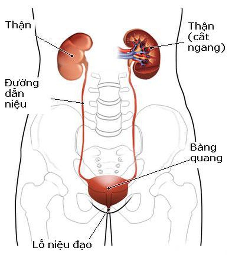 các bệnh nam khoa thường gặp