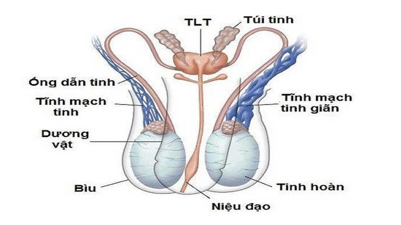 đau nhức dương vật