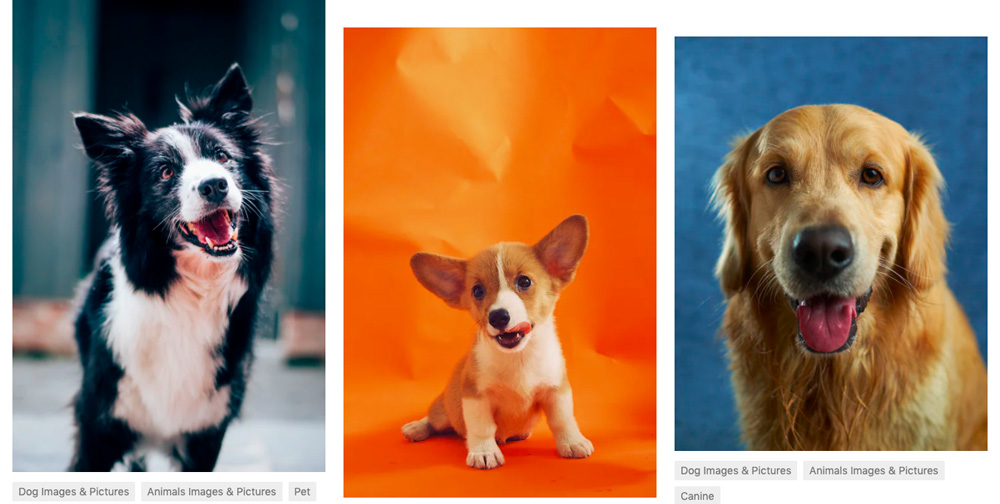 Tři fotografie psů, které se objeví na free fotobance Unsplash po zadání výrazu "dog".