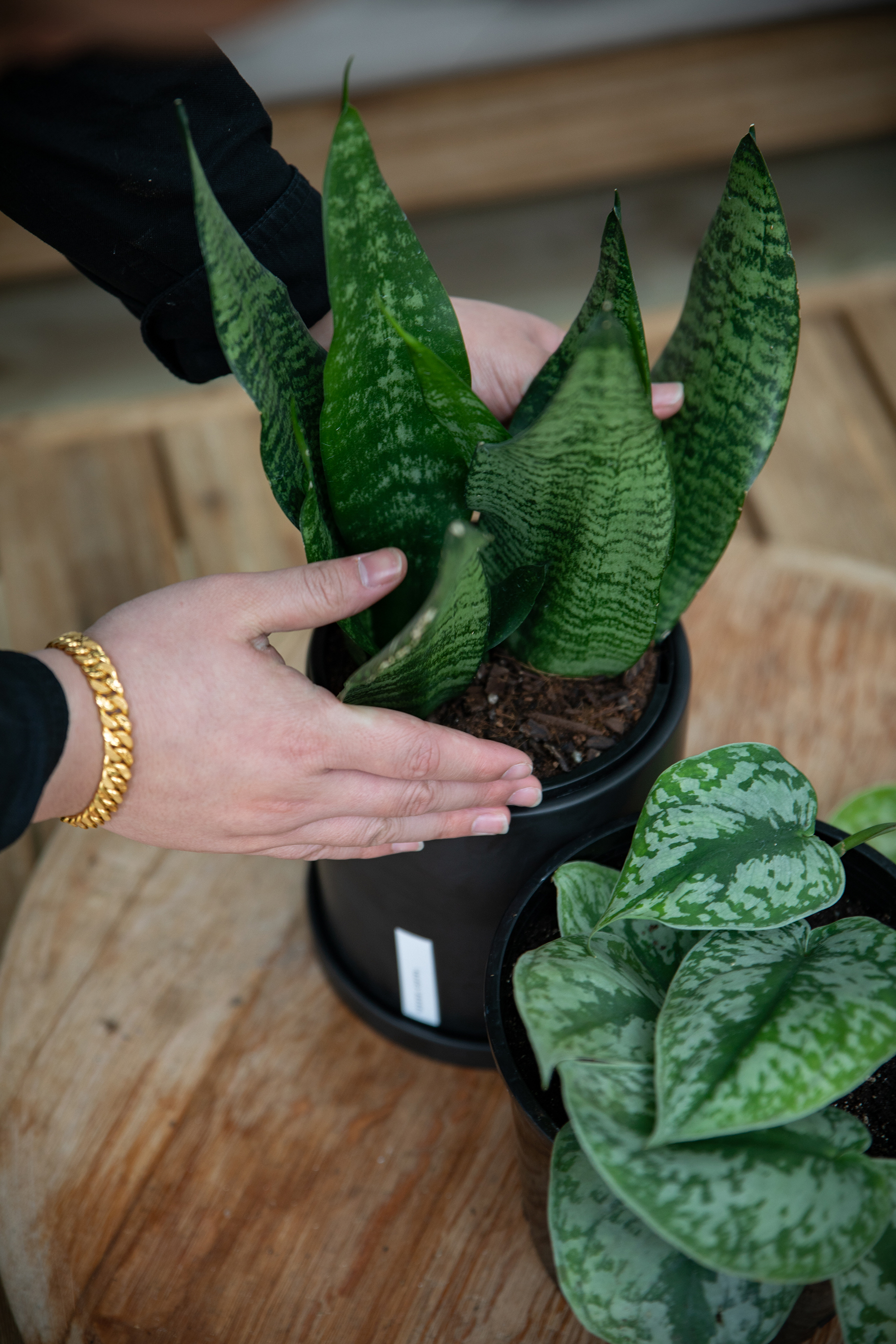 Black Coral Snake Plant (Dwarf)