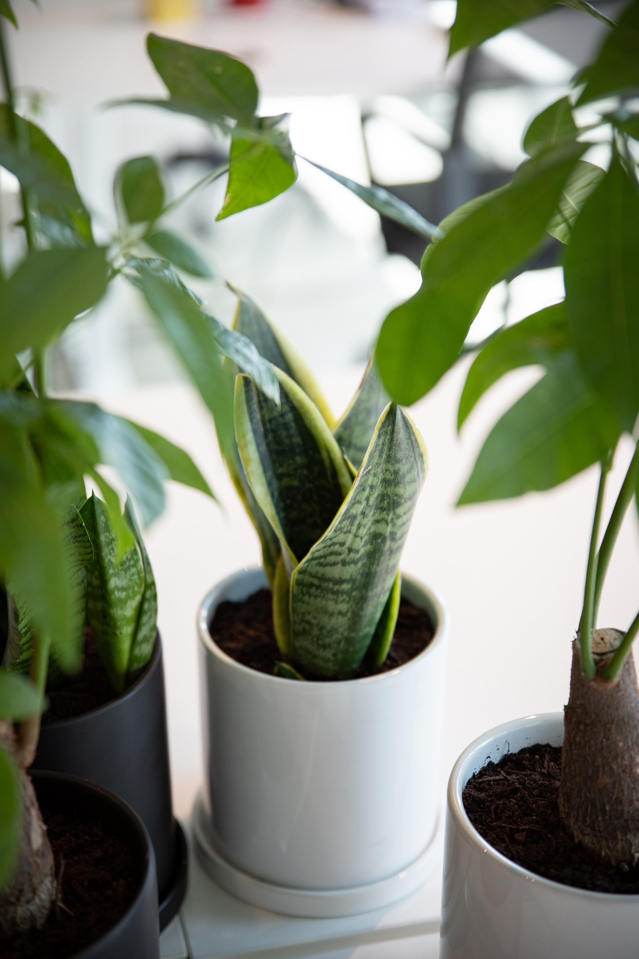 Laurentii Snake Plant (Dwarf)