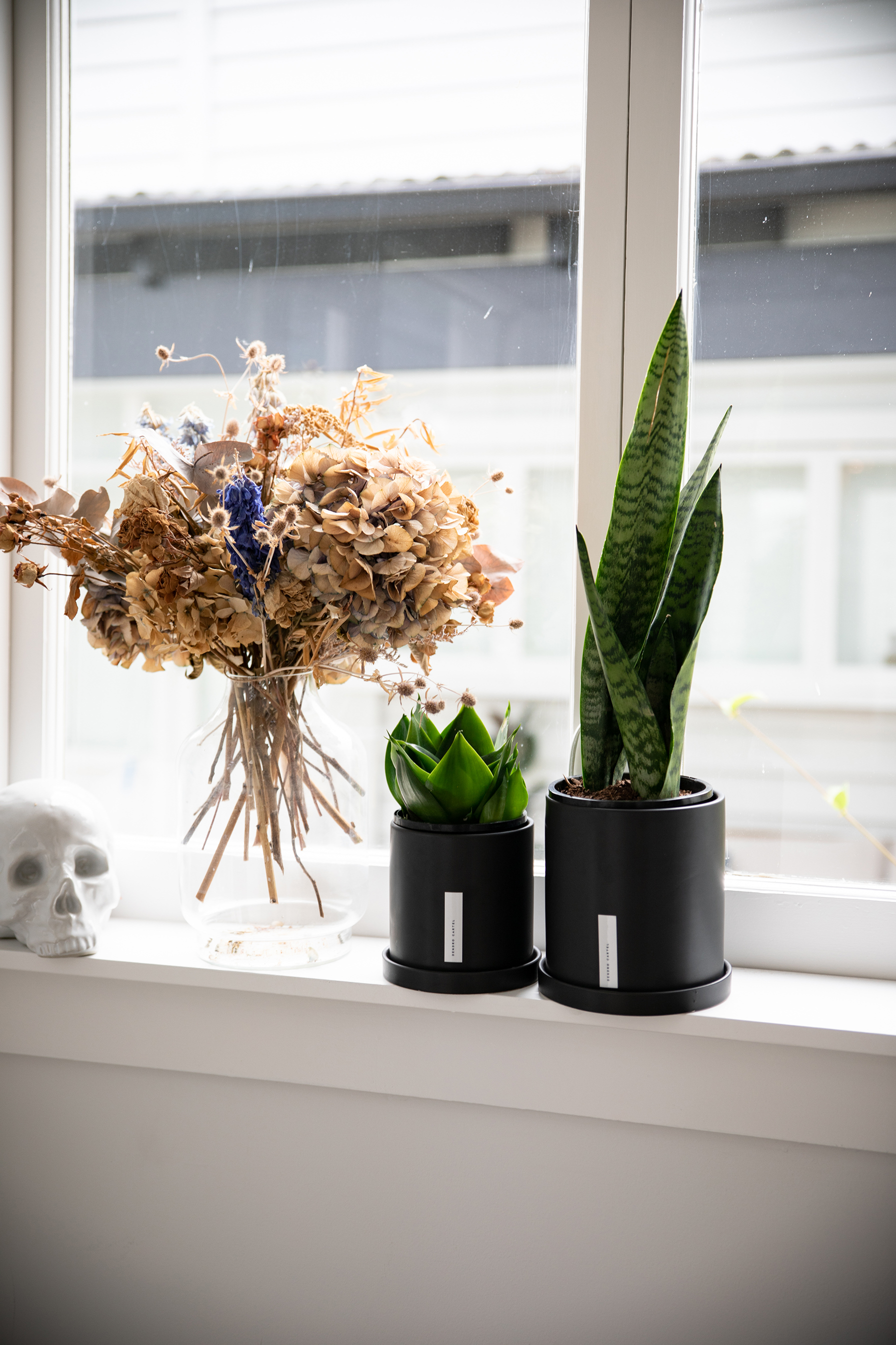 Black Coral Snake Plant (Large)