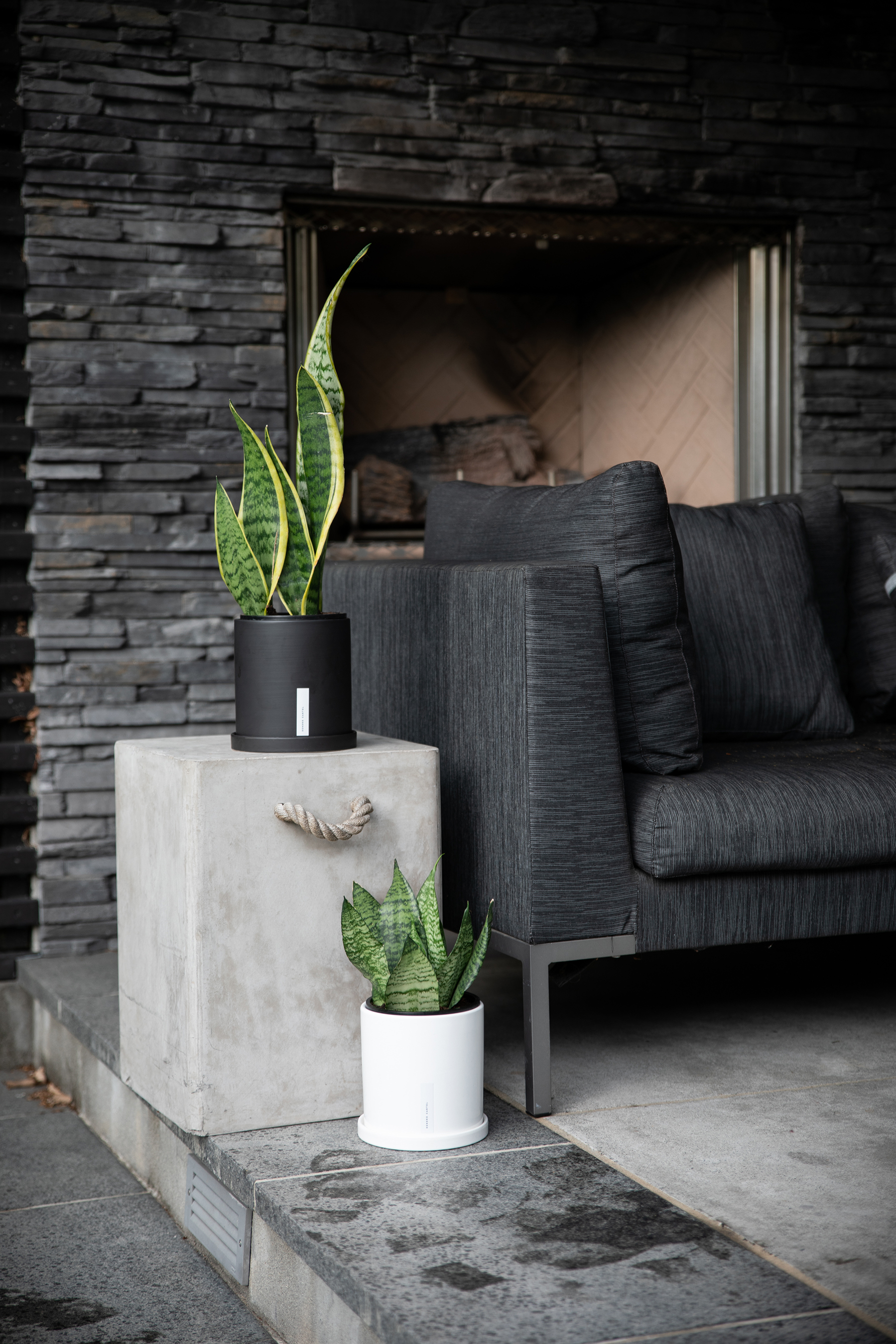 Laurentii Snake Plant (Large)