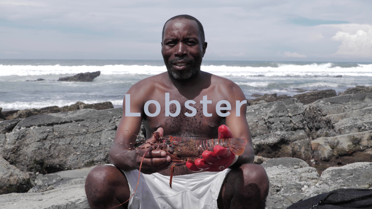 Marine Stewardship Council (MSC) | LOBSTER