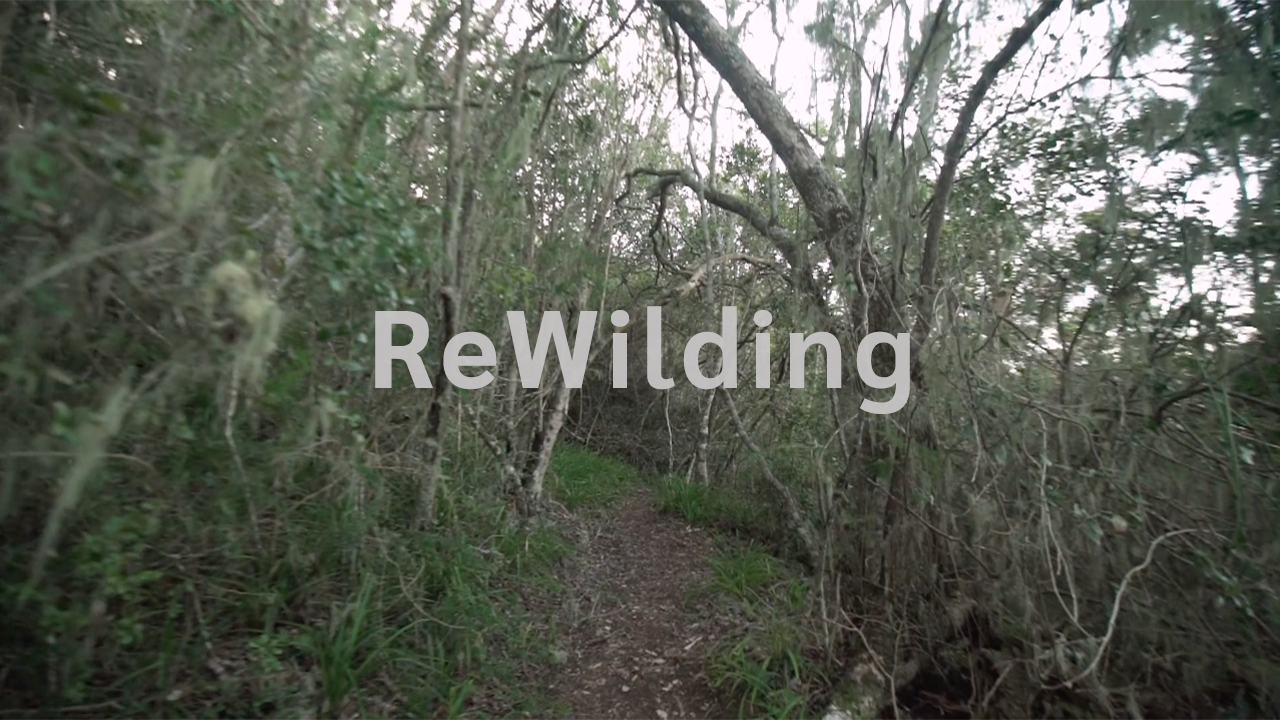ReWilding | Stephen Harding