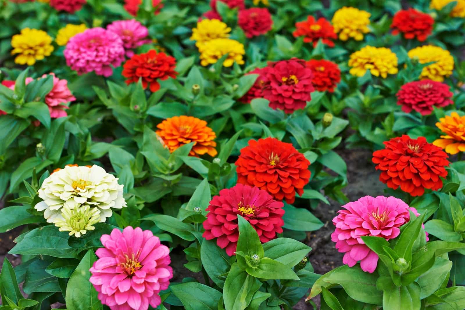 Best Annual Flowers To Plant In North Texas Best Annual Flowers To Plant In North Texas