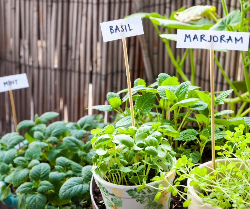 How to Grow your own Herb Garden
