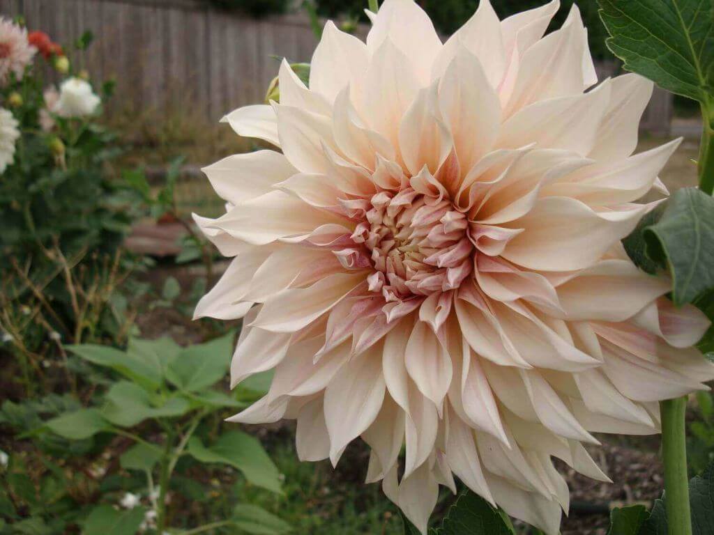 Dalias for Sensational Summer Weddings 4 Cafe au Lait Dahlia
