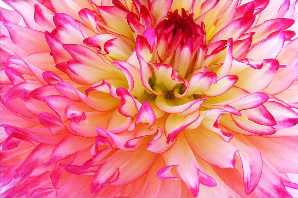 Dalias for Sensational Summer Weddings 3 Hot Pink Dahlia
