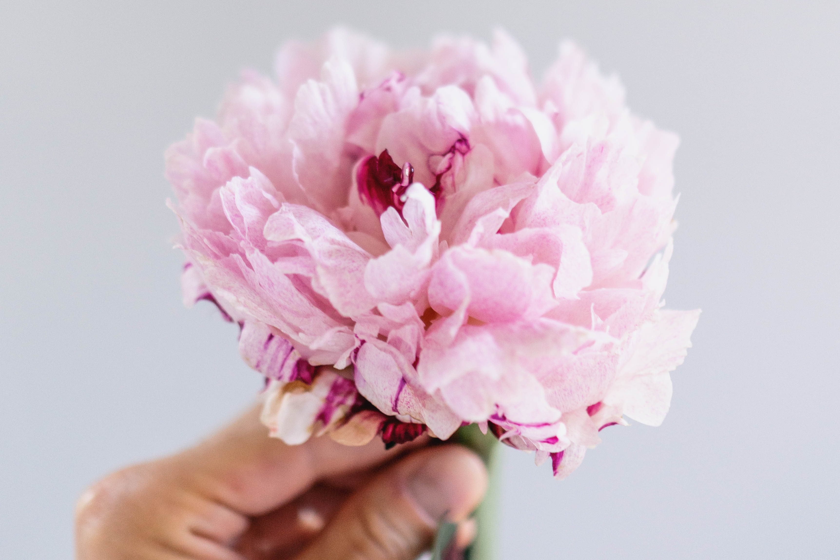 Flower Symbolism: What does your wedding bouquet mean? 6 Pink Sarah Bernhardt Peony