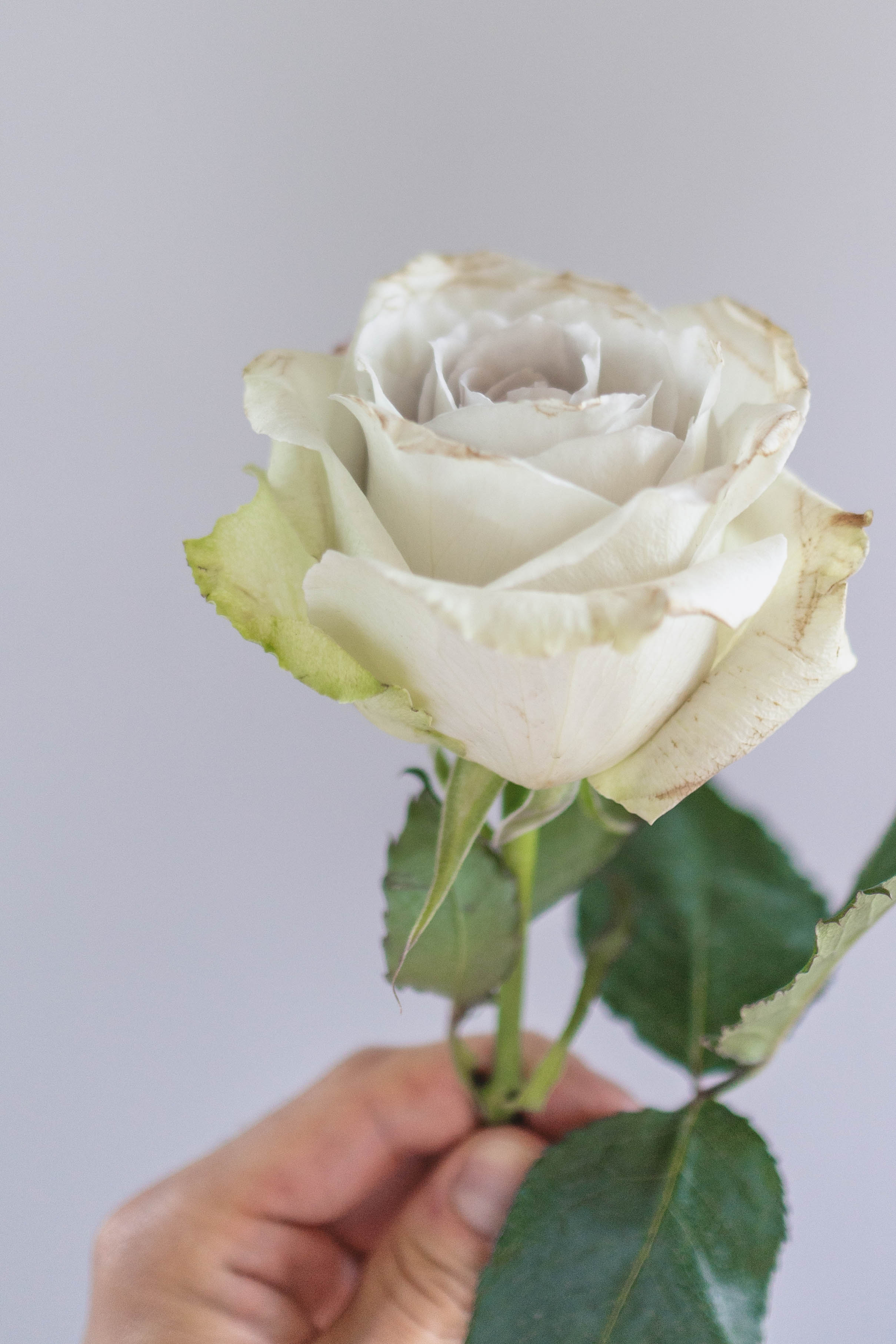 Flower Symbolism: What does your wedding bouquet mean? 5 Earl Grey Rose