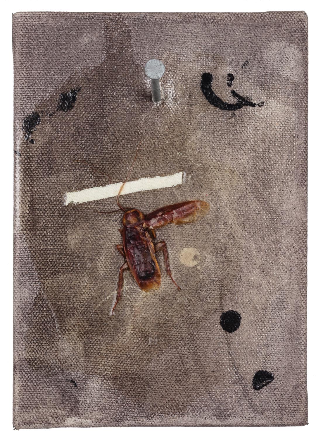 Cockroach Roomate