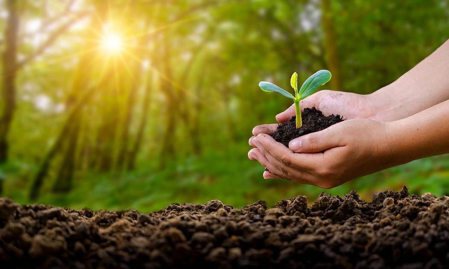 Planting