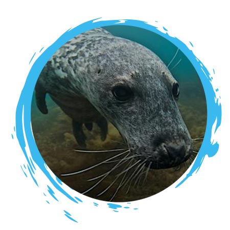 Support projects and research to improve nature