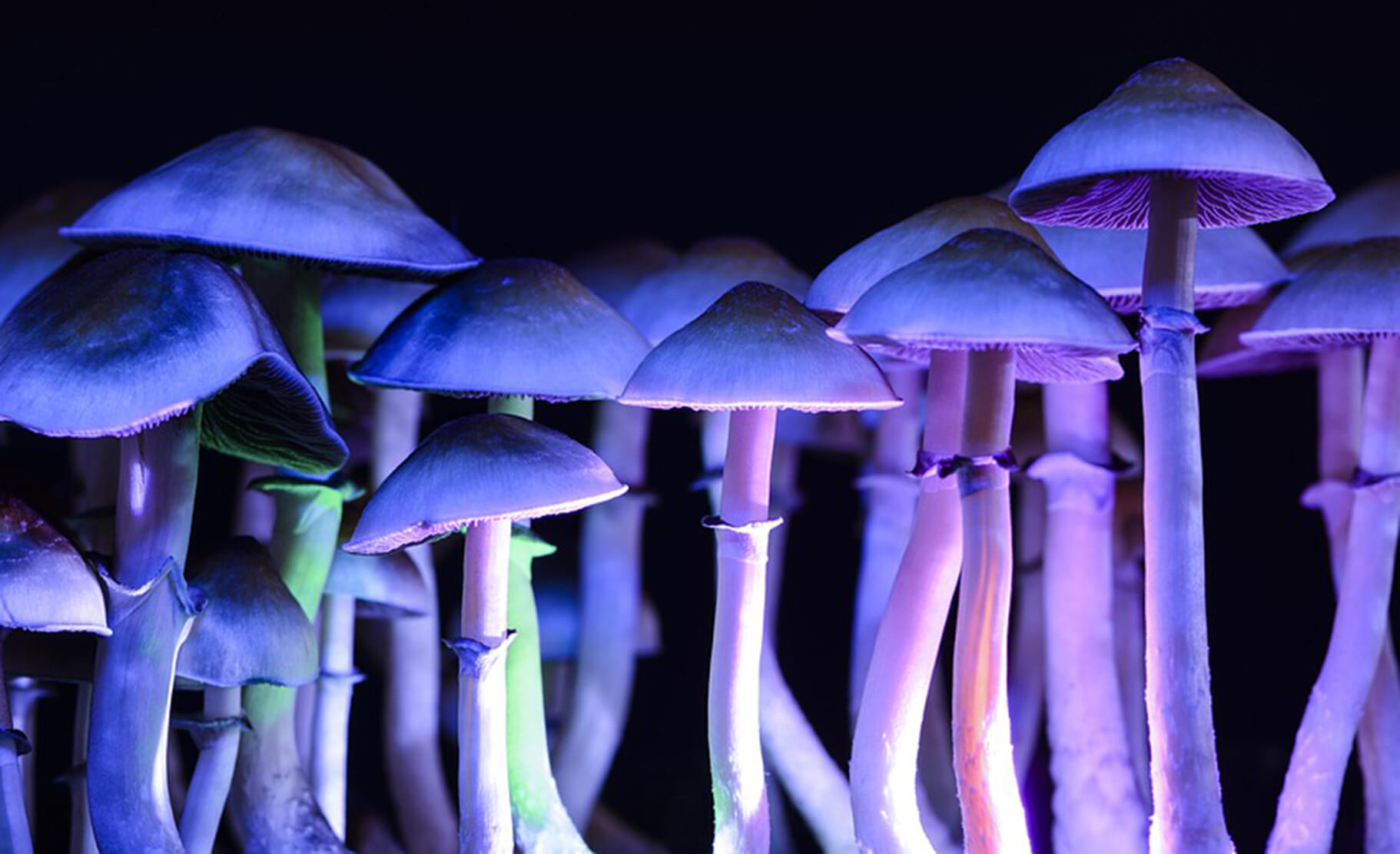 Psilocybe cubensis mushrooms