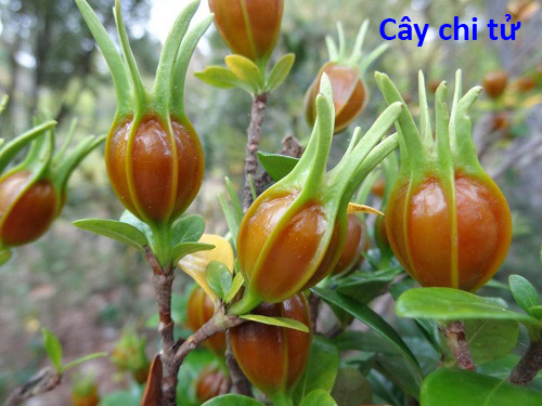 cay chi tu