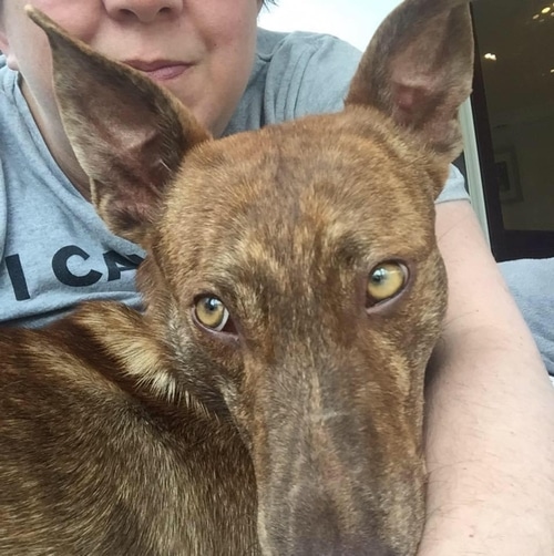 The Wylie Veterinary Centre Vets in Upminster & Brentwood, Essex.