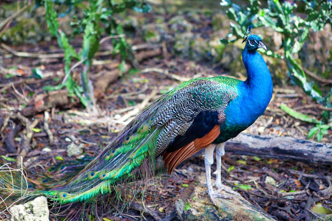 Barbados Wildlife Reserve Grenade Hall Forest
