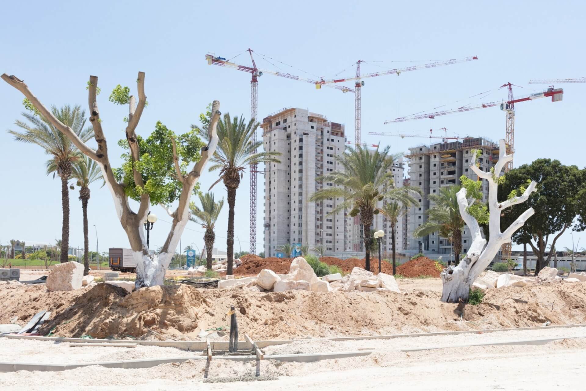 עצים ונדל"ן באור עקיבא. צילום: אורית סימן טוב