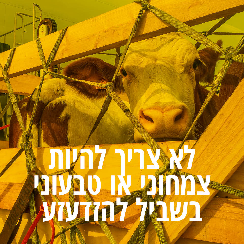 צילום אילוסטרציה: שאטרסטוק