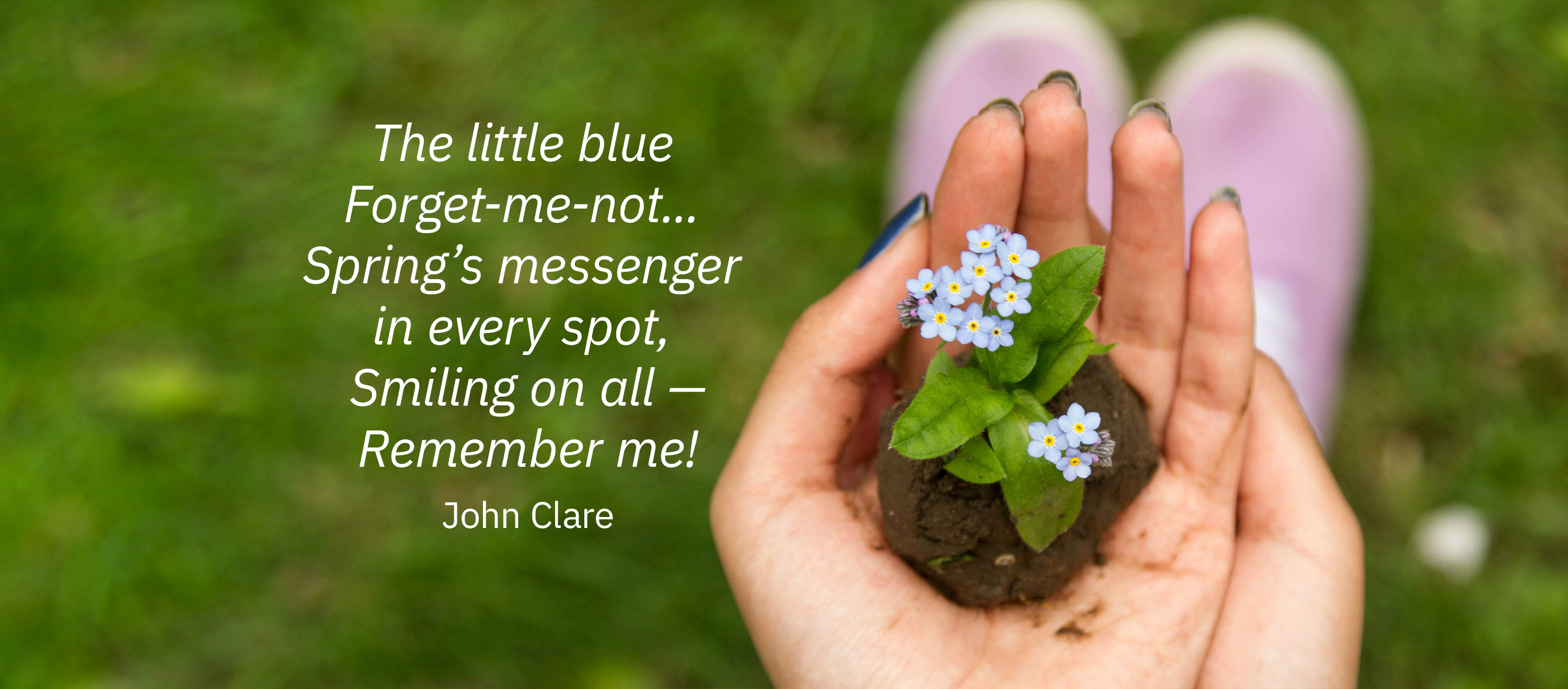 Hand holding forget-me-not flowers