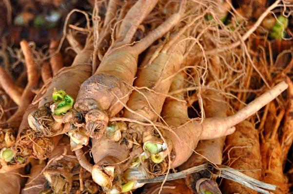 Vị thuốc đương quy phối hợp với những vị thuốc khác bồi bổ sức khỏe