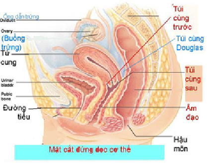 (Ảnh do bác sĩ tư vấn cung cấp)