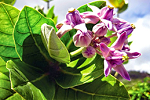 Gãy “kiếm” do đâu? - 3