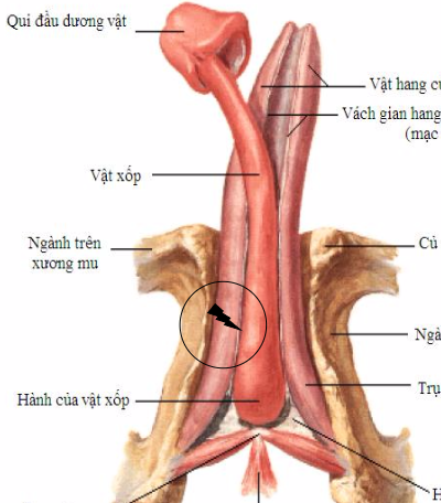 Hiếm gặp ca gãy dương vật vì tư thế lạ - 1