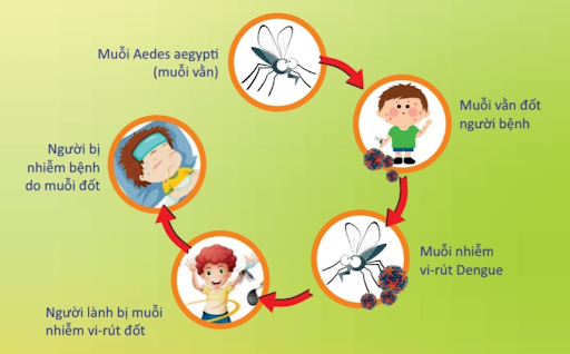 Cả nước 19.710 trường hợp mắc sốt xuất huyết, khi mắc có cần nhập viện?
