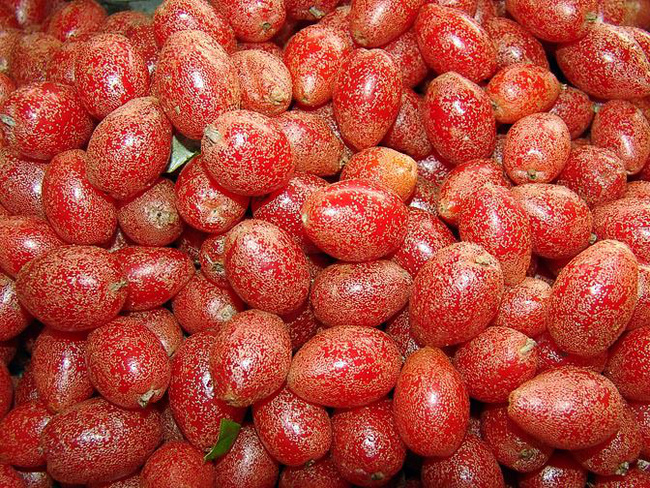 Thứ quả chua chát chẳng mấy người mê lại có thể chữa ho, tiêu chảy, chị em tận dụng để trị mụn làm đẹp da, từ rễ đến lá đều có thể tận dụng
