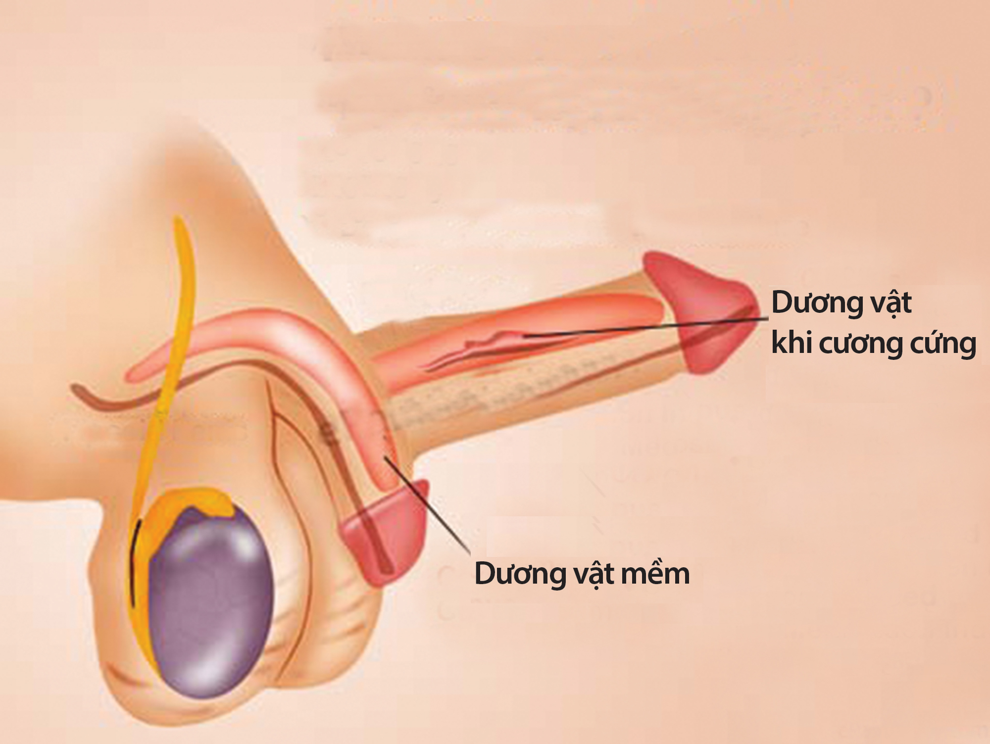 Nhận diện rối loạn hoạt động tình dục ở nam giới - 1