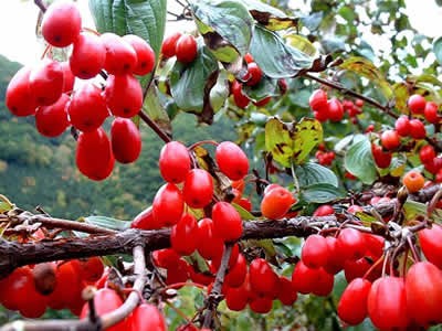 Bài thuốc đơn giản cứu nguy khi 'cậu nhỏ'...'ỉu xìu'