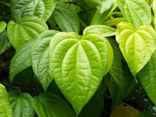 Trong lá trầu chứa phenolic compounds có cơ chế ức chế sản xuất melanin và lột da nên có tác dụng làm trắng nhanh. Ảnh: Justdial.