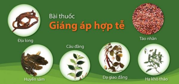 Những thành phần tạo nên bài Giáng áp hợp tễ trị huyết áp cao nổi tiếng