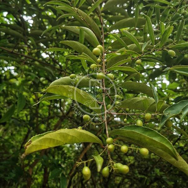 Hiểu đúng về cây xạ đen hỗ trợ chống ung thư - Ảnh 1.