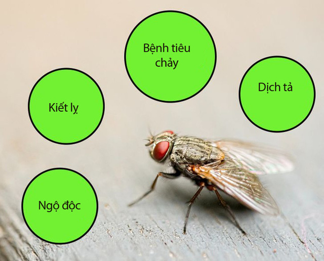 Vẫn thắc mắc Ruồi đậu trên thức ăn nên ăn tiếp hay bỏ đi?: Hãy xem những điều hãi hùng sẽ xảy ra là bạn sẽ có đáp án - Ảnh 3.