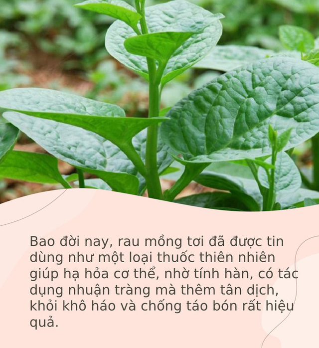 Mồng tơi là loại rau vua của mùa hè nhưng 5 nhóm người này dù thèm cũng đừng ăn - Ảnh 2.