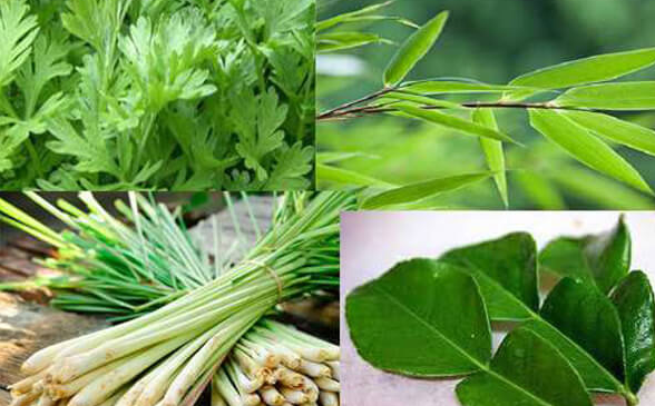 Nồi lá xông và tác dụng tuyệt vời đối với sức khỏe thời điểm này - Ảnh 6.