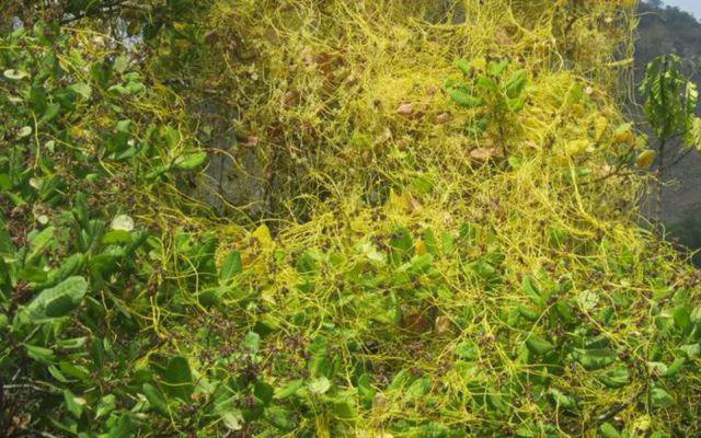 Chị em nhắc chồng ăn 2 thứ, uống 2 nước để giúp mạnh chuyện ấy lại tốt sức khỏe - Ảnh 4.