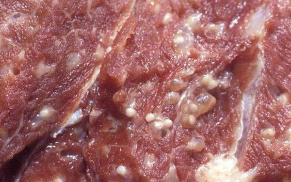 4 loại thịt lợn dù rẻ mấy cũng chớ mua kẻo rước giun sán hay bệnh tật vào người - Ảnh 1.