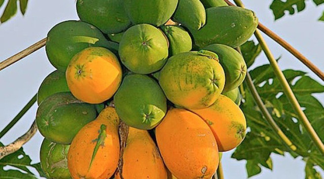 Ung thư đại tràng là ung thư phổ biến hàng thứ 5, hãy ăn loại quả này mỗi ngày để ngăn ngừa nó - Ảnh 2.