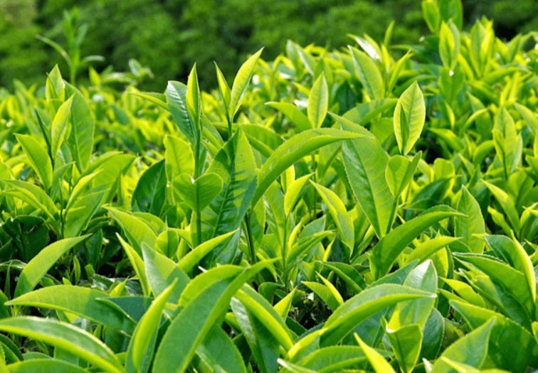 Tác dụng của lá trà xanh với sức khỏe
